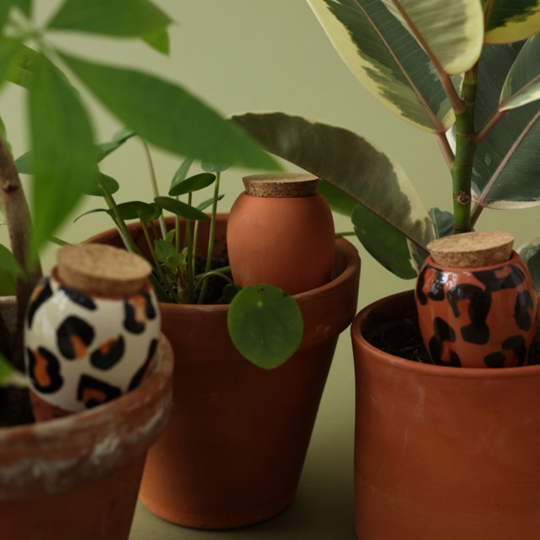Set 3 Mini OLLA