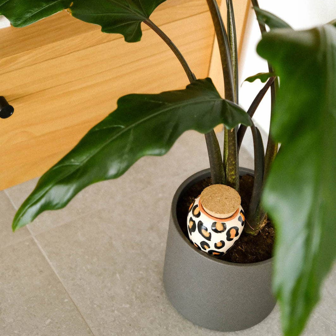 Olla -  Leopard udare plante