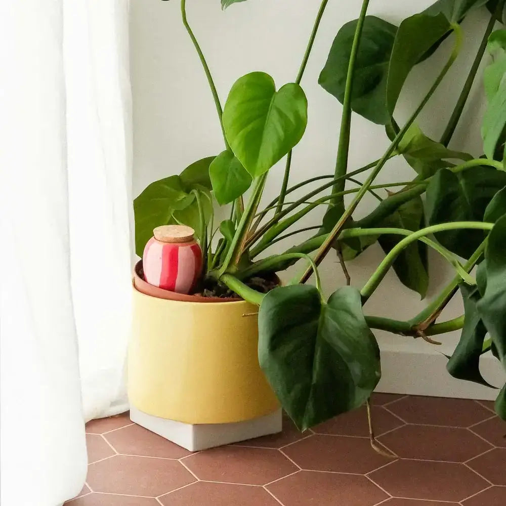 Vas de auto-udare plante Olla Roz roșu, Pepin, decorativ, ceramică, lut, 250 ml