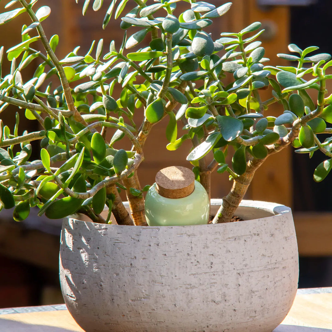 Vas de auto-udare plante Olla Verde deschis, Pepin, decorativ, ceramică, lut, 250 ml
